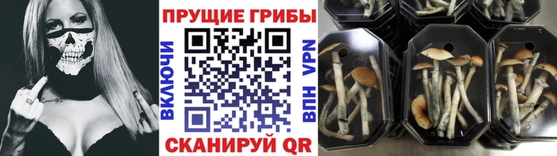 Псилоцибиновые грибы Psilocybe  Циолковский 